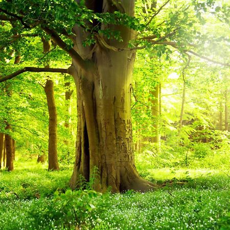 Ferienwohnung Am Weltnaturerbe Grumsin Ziehten Екстер'єр фото