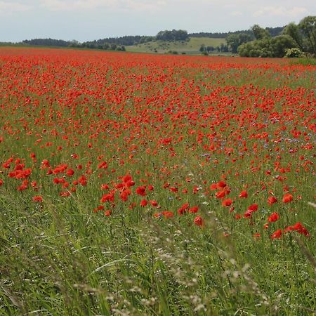 Ferienwohnung Am Weltnaturerbe Grumsin Ziehten Екстер'єр фото