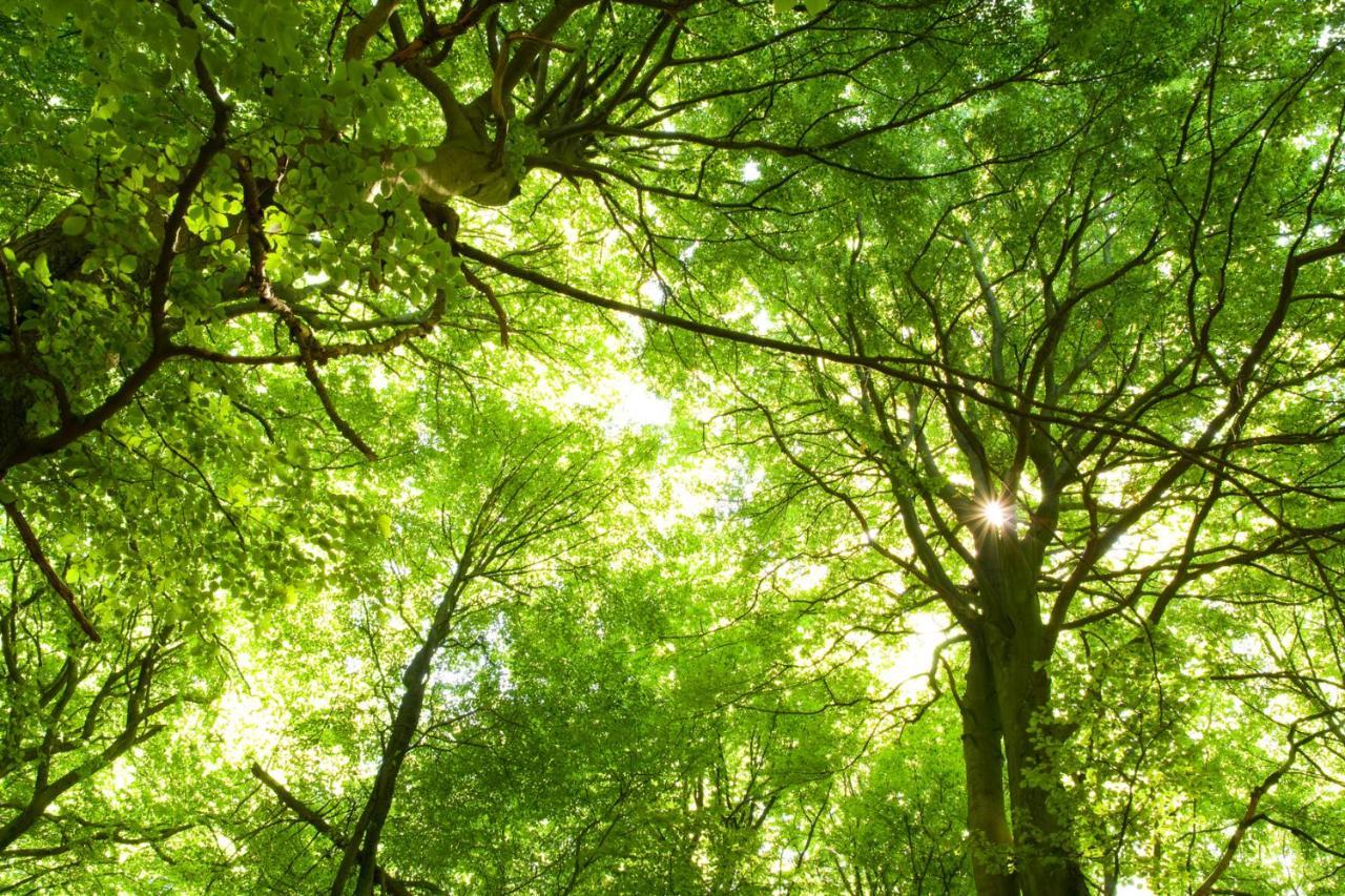 Ferienwohnung Am Weltnaturerbe Grumsin Ziehten Екстер'єр фото