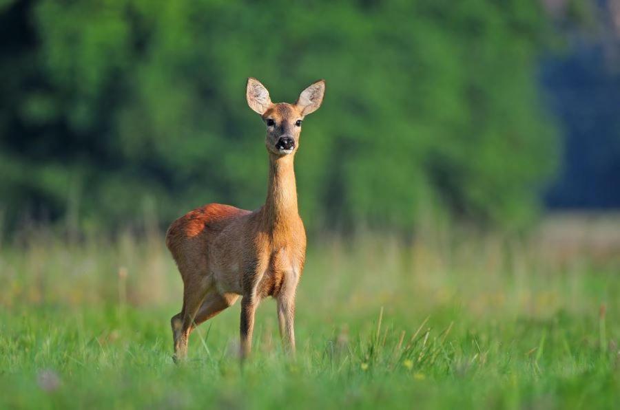 Ferienwohnung Am Weltnaturerbe Grumsin Ziehten Екстер'єр фото