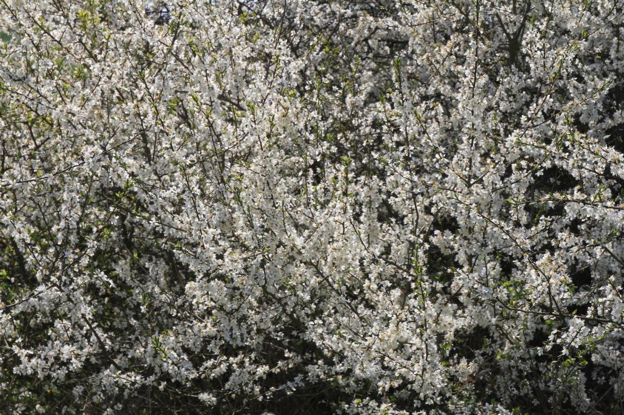 Ferienwohnung Am Weltnaturerbe Grumsin Ziehten Екстер'єр фото