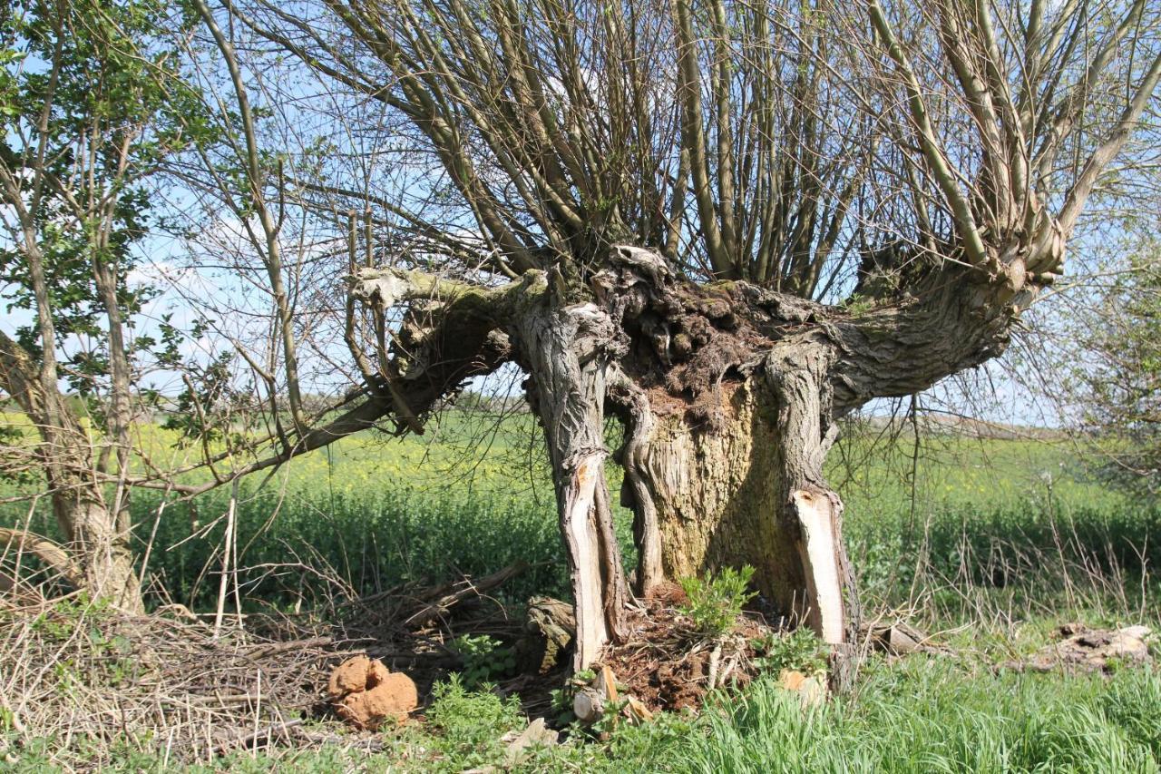 Ferienwohnung Am Weltnaturerbe Grumsin Ziehten Екстер'єр фото
